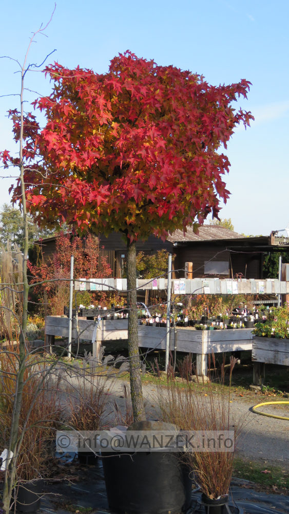Liquidambar styraciflua Gum Ball Hochstamm Herbst.JPG